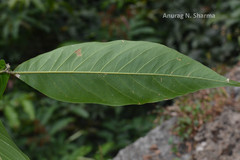 Sapindus emarginatus